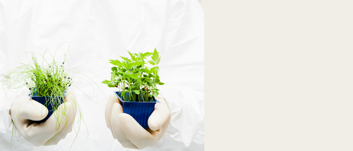 Tow types of plants in a mans hand