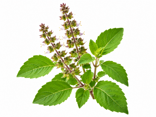 Ocimum_sanctum